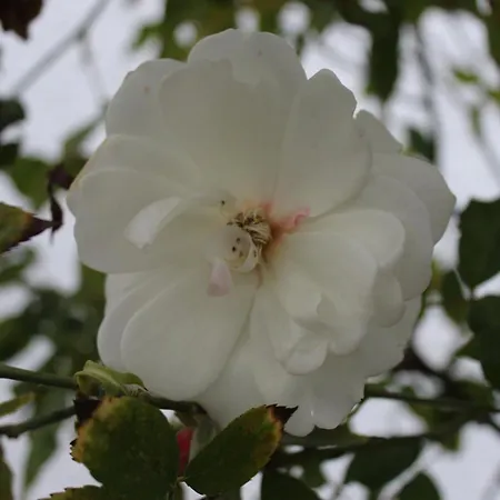 Meinweg Dom wakacyjny Wassenberg