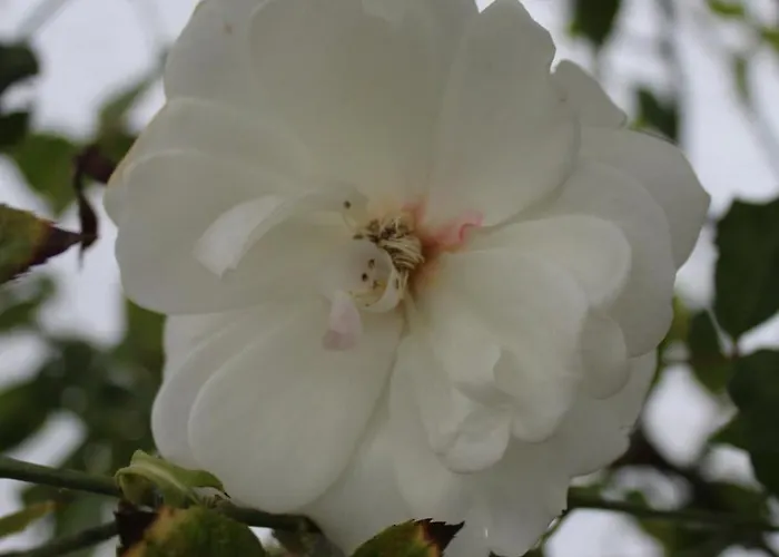 Meinweg Tatil Evi Wassenberg